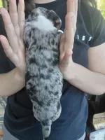 Gypsy Blue, a male Miniature Dachshund for sale in Greeneville, TN – Photo 3 of 5