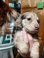 Caramel, a female Miniature Dachshund for sale in Greeneville, TN – Photo 5 of 5