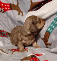 Caramel, a female Miniature Dachshund for sale in Greeneville, TN – Photo 4 of 5