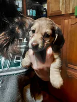 Caramel, a female Miniature Dachshund for sale in Greeneville, TN – Photo 3 of 5