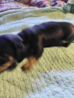Midnight Pickle, a male Miniature Dachshund for sale in Greeneville, TN – 2 of 2