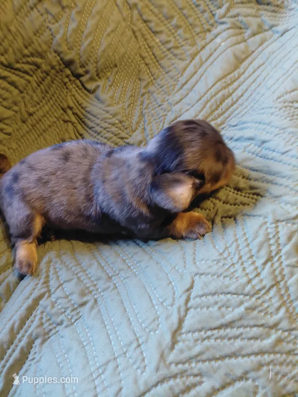 Princess G1 – Miniature Dachshund puppy for sale in Greeneville, TN