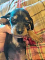 Jazzy's Princess , a female Miniature Dachshund for sale in Greeneville, TN – Photo 2 of 3