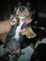 Jazzy's Princess , a female Miniature Dachshund for sale in Greeneville, TN – Photo 3 of 3