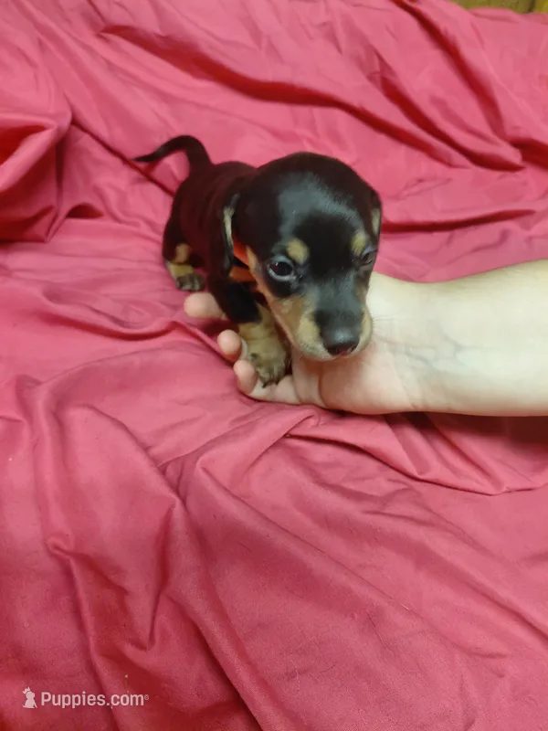 Pickle Dust – Miniature Dachshund puppy for sale in Greeneville, TN