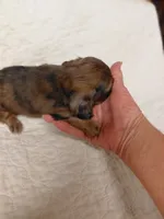 Princess G1, a female Miniature Dachshund for sale in Greeneville, TN – 8 of 9