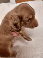 Princess B1, a male Miniature Dachshund for sale in Greeneville, TN – 3 of 6