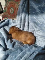 Blondie, a male Miniature Dachshund for sale in Greeneville, TN – 3 of 6