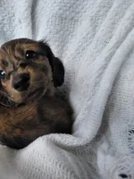 Hershey , a female Miniature Dachshund for sale in Greeneville, TN – 2 of 6