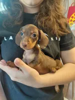 Cowboy Coco , a male Miniature Dachshund for sale in Greeneville, TN – 1 of 4