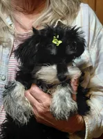 Snookie 2, a female Miniature Schnauzer for sale in Greeneville, TN – 3 of 6