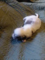 Princess  B2, a male Miniature Dachshund for sale in Greeneville, TN – 3 of 5
