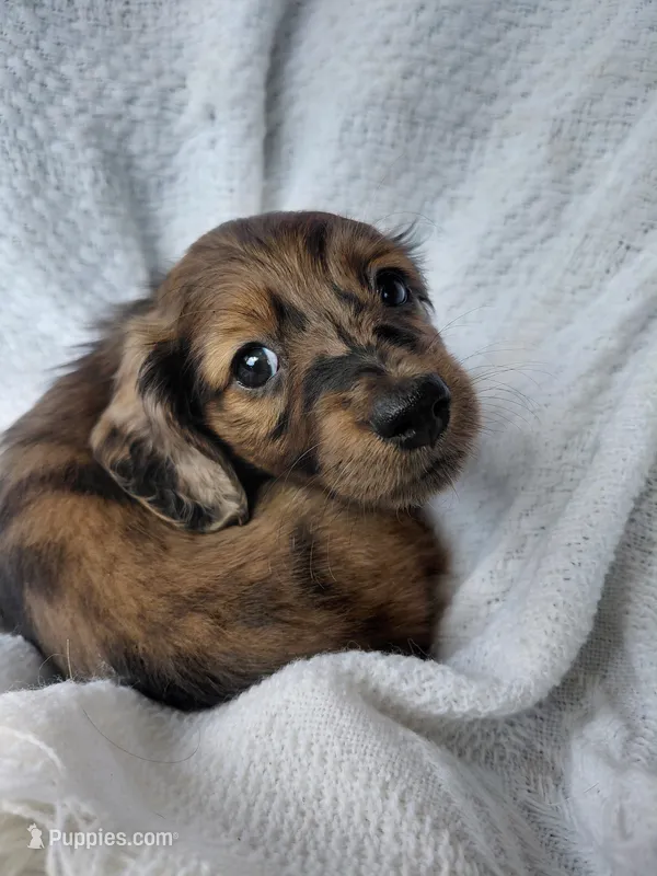 Hershey  – Miniature Dachshund puppy for sale in Greeneville, TN