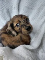 Hershey , a female Miniature Dachshund for sale in Greeneville, TN – 1 of 6