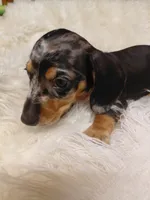 Pickles peanut , a male Miniature Dachshund for sale in Greeneville, TN – 3 of 4