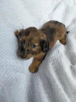 Hershey , a female Miniature Dachshund for sale in Greeneville, TN – 5 of 6