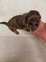 Princess G1, a female Miniature Dachshund for sale in Greeneville, TN – 7 of 9