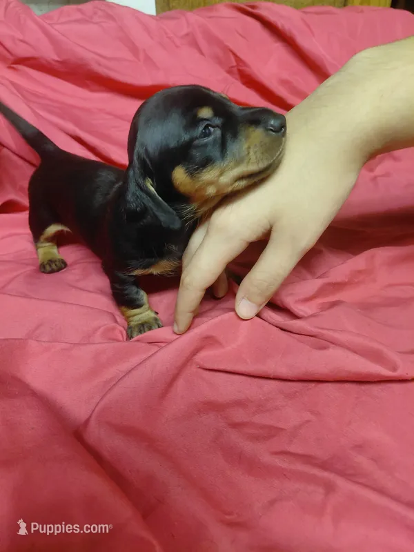 Midnight Pickle – Miniature Dachshund puppy for sale in Greeneville, TN
