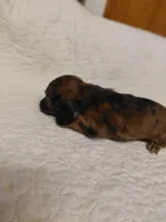 Princess G1, a female Miniature Dachshund for sale in Greeneville, TN – 4 of 9