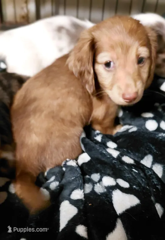 Blondie – Miniature Dachshund puppy for sale in Greeneville, TN