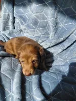 Blondie, a male Miniature Dachshund for sale in Greeneville, TN – 4 of 6