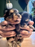 Frank, a male Yorkshire Terrier for sale in Lawrenceville, GA – 2 of 6