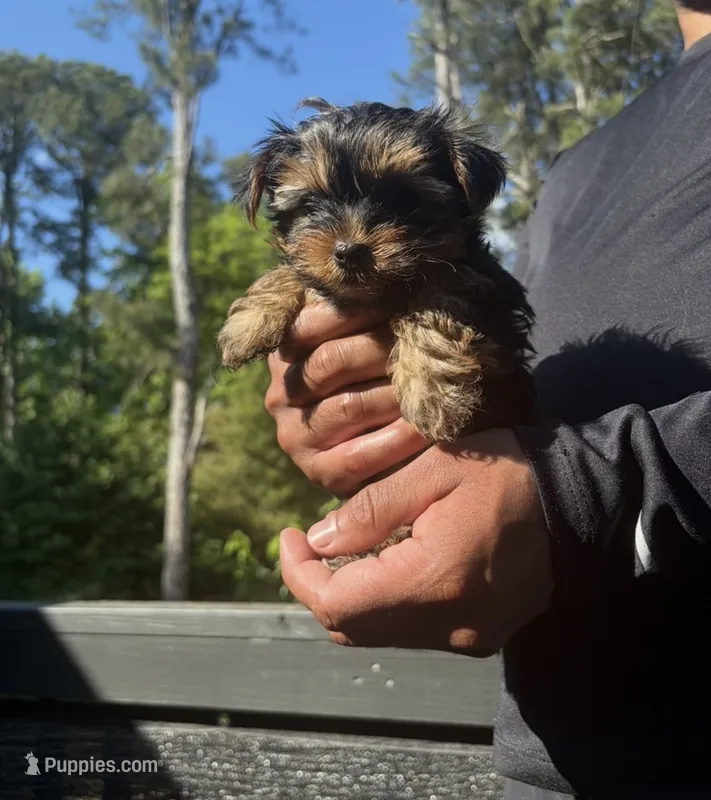 Sam – Yorkshire Terrier puppy for sale in Lawrenceville, GA