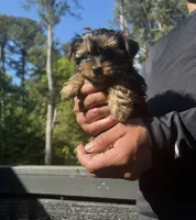 Sam, a male Yorkshire Terrier for sale in Lawrenceville, GA – 1 of 3