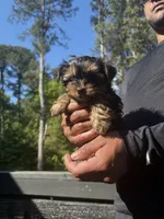 Sam, a male Yorkshire Terrier for sale in Lawrenceville, GA – 2 of 3