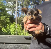 Frank, a male Yorkshire Terrier for sale in Lawrenceville, GA – 1 of 6