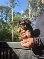 Sam, a male Yorkshire Terrier for sale in Lawrenceville, GA – 5 of 5