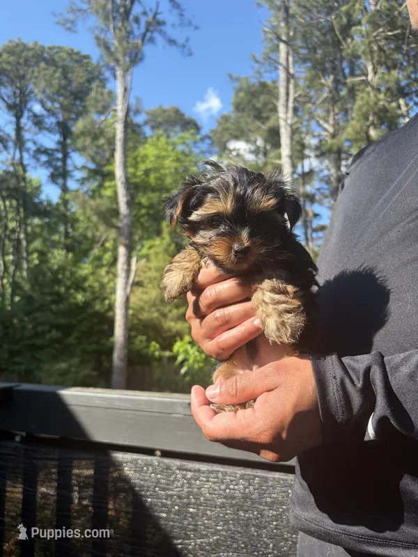 Sam – Yorkshire Terrier puppy for sale in Lawrenceville, GA