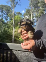 Sam, a male Yorkshire Terrier for sale in Lawrenceville, GA – 1 of 5