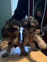 Sam, a male Yorkshire Terrier for sale in Lawrenceville, GA – 3 of 5
