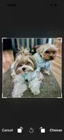 Frank, a male Yorkshire Terrier for sale in Lawrenceville, GA – 3 of 6