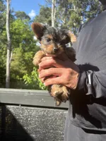 Frank, a male Yorkshire Terrier for sale in Lawrenceville, GA – 6 of 6