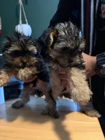Frank, a male Yorkshire Terrier for sale in Lawrenceville, GA – 5 of 6