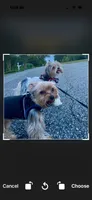 Sam, a male Yorkshire Terrier for sale in Lawrenceville, GA – 2 of 5