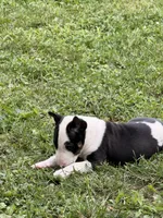 Jackal , a male Bull Terrier for sale in Englewood, OH – 4 of 9