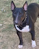 Jackal , a male Bull Terrier for sale in Englewood, OH – 8 of 9