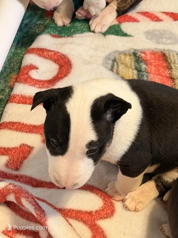 Jackal  – Bull Terrier puppy for sale in Englewood, OH