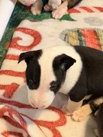 Jackal , a male Bull Terrier for sale in Englewood, OH – 1 of 9