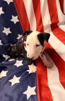Jypsey aka smoochy face , a female Bull Terrier for sale in Englewood, OH – 1 of 8