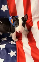 Jackal , a male Bull Terrier for sale in Englewood, OH – 2 of 8