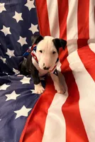 Jypsey aka smoochy face , a female Bull Terrier for sale in Englewood, OH – 7 of 8