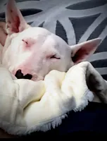 Jackal , a male Bull Terrier for sale in Englewood, OH – 9 of 9