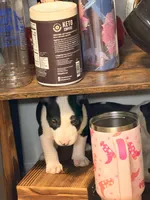Jackal , a male Bull Terrier for sale in Englewood, OH – 6 of 9
