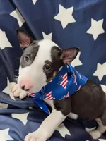 Jackal , a male Bull Terrier for sale in Englewood, OH – 3 of 8