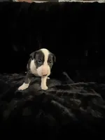 Jackal , a male Bull Terrier for sale in Englewood, OH – 7 of 7