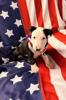 Jypsey aka smoochy face , a female Bull Terrier for sale in Englewood, OH – 6 of 8